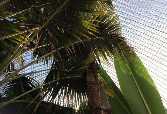 Palm House roof